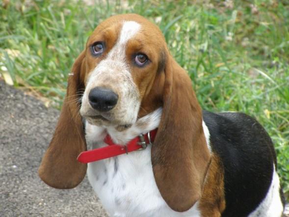 how many scent receptors does a basset hound have