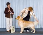 Golden retriever breeders az