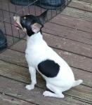 Marfox Toy Fox Terrier Kennel - Toy Fox Terrier breeder in Waxhaw, NC