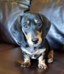 Redeemer's Dachshunds - Dachshund breeder in Littlestown, PA, 17340 ...