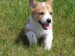 43 HQ Pictures Corgi Breeders In Oregon - Photos: Oregon Corgi Beach Day benefiting the Oregon ...