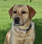 Whispering Pines Family Kennel Labrador Retriever Breeder In Milaca Mn 56353 Breeders Net