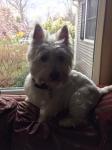 Barefoot Westies - West Highland White Terrier breeder in Springfield, MA