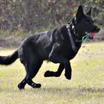 M&M Quality Shepherds - German Shepherd Dog breeder in ...