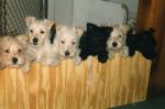 White Shadow Ranch - Scottish Terrier breeder in Candler, NC, 28715 ...