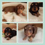 Desert best sale heir dachshunds